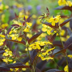 Lysimachia ciliata var. purpurea – Steironema ciliate var. purpurea – Loosestrife – get a quote