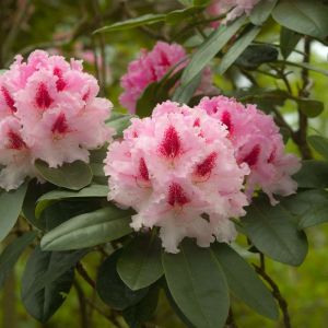 Rhododendron ‘Furnivall’s Daughter’ – Azaleas – get a quote