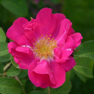 Rosa ‘Portlandica’ – Rose ‘Duchess of Portland’ – Rose ‘Paestana’ – Portland rose – get a quote