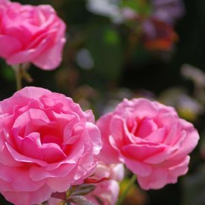 Rosa ‘Queen Elizabeth’ – Rose ‘The Queen Elizabeth’ – get a quote