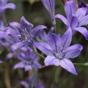 Triteleia laxa – Brodiaea laxa – Grass Nut – Triplet Lily – Ithuriel’s Spur – Triplet Lily – get a quote
