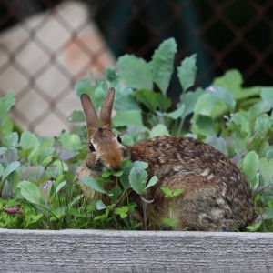 Rabbits get a quote