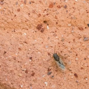 False Chinch Bug – Nysius raphanus get a quote