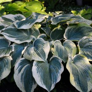 Hosta ‘Earth Angel’ – Plantain Lily ‘Earth Angel’ get a quote