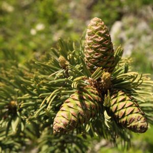 Pinus flexilis – Limber Pine – Pine – get a quote