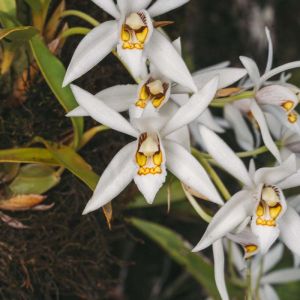 Coelogyne – Orchid get a quote