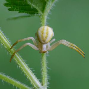 Crab Spiders – Thomisidae get a quote