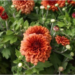 Hardy mum rusty orange (Jennifer) – Chrysanthemum get a quote