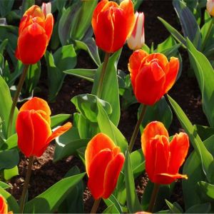 Tulipa ‘Early Harvest’ – Tulip ‘Early Harvest’ get a quote
