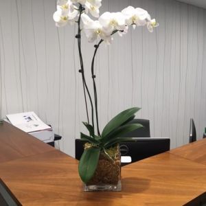 Orchid in Glass Cube get a quote