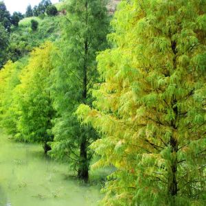 Taxodium distichum – Bald Cypress – Swamp Cypress – get a quote