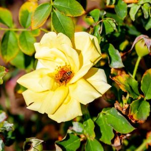 Rosa ‘Carefree Sunshine’ – Rose ‘Carefree Sunshine’ get a quote