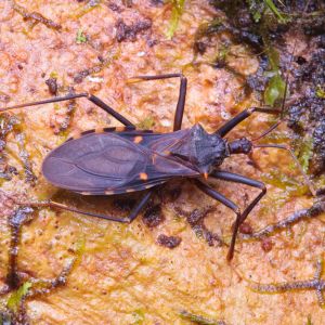 Assassian Bugs – Reduviidae get a quote