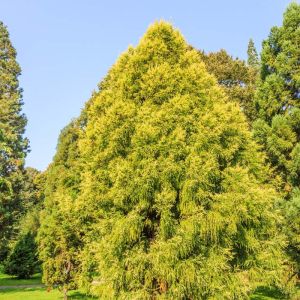 Cryptomeria japonica ‘Sekkan-sugi’ – Japanese Cedar – Sugi – get a quote