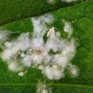 Woolly Whitefly – Aleurothrius flaccosus get a quote