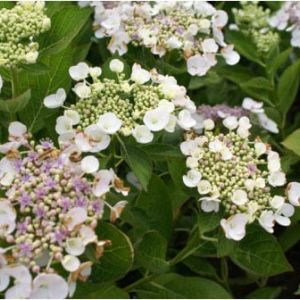 Hydrangea ‘Teller White’ get a quote