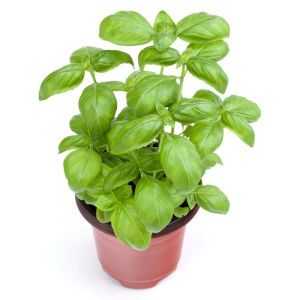 Basil – Genovese basil – herb get a quote