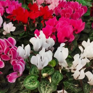 Cyclamen get a quote