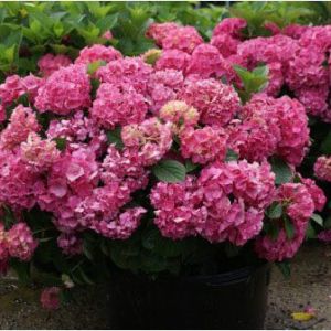 Hydrangea macrophylla ‘Glowing Embers’ – Bigleaf Hydrangea – Garden Hydrangea – Florist’s Hydrangea – get a quote