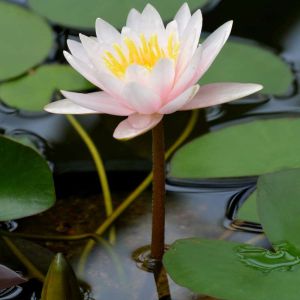 Nymphaea ‘Carnea’ – Nymphaea ‘Marliacea Carnea’ – Waterlily – get a quote