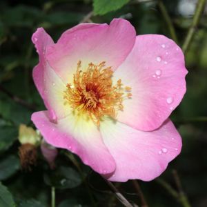 Rosa ‘Fruhlingmorgen’ – Rose ‘Spring Morning’ – get a quote