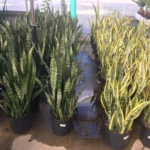 Sansevieria trifasciata – Medium – Snake Plant – Mother-in-laws Tongue get a quote