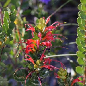 Adenanthos obovatus – Basket flower get a quote