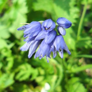 Allium sikkimense – Allium kansuense – Allium tibeticum – Onion get a quote