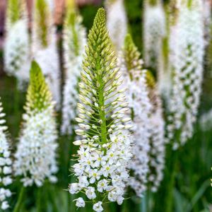 Eremurus himalaicus – Himalayan Foxtail Lily – Desert Candle – Foxtail Lily – get a quote