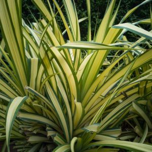 Phormium ‘Yellow Wave’ – New Zealand Flax – get a quote