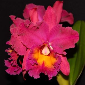 Brassolaeliocattleya – orchid get a quote