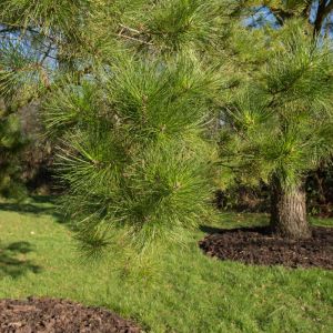 Pinus nigra subsp. laricio – Pinus nigra var. maritima – Corsican Pine – Austrian Pine – Austrian Black Pine – Pine get a quote