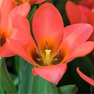 Tulipa ‘Toronto’ – Tulip ‘Toronto’ get a quote
