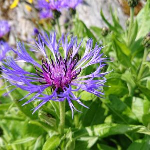 Centaurea montana – Mountain Bluet – get a quote