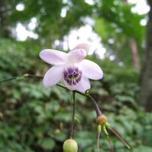 Anemonopsis macrophylla get a quote