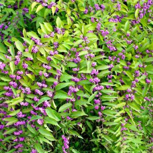 Callicarpa dichotoma – Purple Beautyberry – Purple Beauty Bush – Beautyberry – get a quote