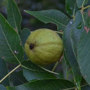 Carya tomentosa – Bigbud Hickory – Mocketnut Hickory – White Hart Hickory – Hickory – Pecan – get a quote