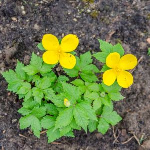 Hylomecon japonica – Wood Poppy – get a quote