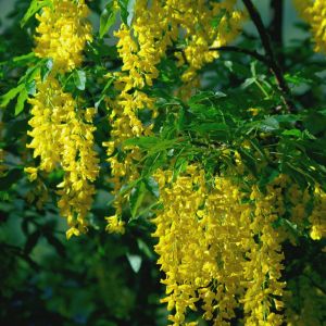 Laburnum alpinum – Scotch Laburnum – Golden Chain Tree – get a quote