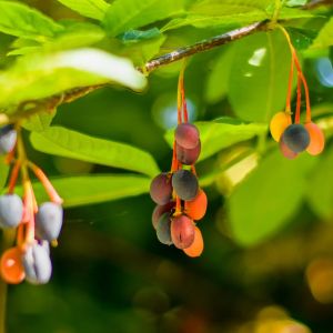 Oemleria cerasiformis – Oregon Plum – Oso Berry – Indian Plum – Nuttallia cerasiformis – Osmaronia cerasiformis – Nuttallia – Osmaronia – get a quote