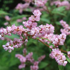 Persicaria campanulata – Polygonum campanulatum – Lesser Knotweed – Aconogonon – Bistorta – Polygonum – Tovara – Fleeceflower – Knotweed – get a quote