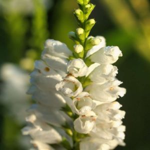 Physostegia virginiana ‘Alba’ – Physostegia speciose – Obedient Plant – False Dragon Head – get a quote