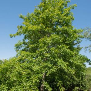 Quercus palustris – Pin Oak – Swamp Oak – Oak – get a quote