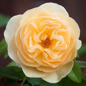 Rosa ‘Buff Beauty’ – Rose ‘Buff Beauty’ get a quote