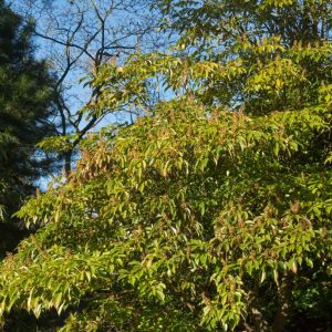 Trochodendron aralioides – Wheel Tree – get a quote