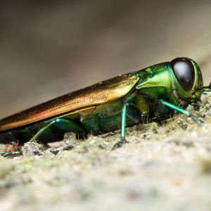 Emerald Ash Borer – Agrilus planipennis get a quote