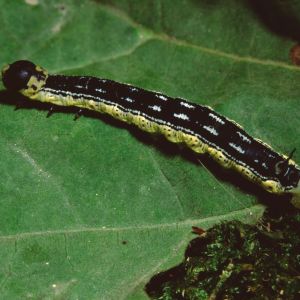 Catalpa Sphinx – Ceratomia catalpa get a quote