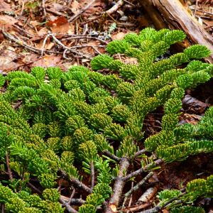 Abies spectabilis – Abies brevifola – Abies webbiana – Himalayan Fir – get a quote