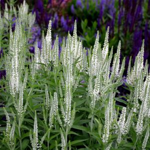 Long Blooming Perennials get a quote