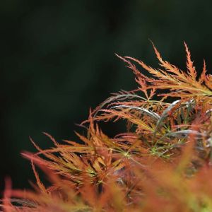 Acer palmatum var. dissectum ‘Garnet’ – Garnet Japanese Maple – Maple get a quote